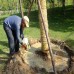 Fertilizer for rose  Rose Fertilizer for root growth hormone fertilizer for plants