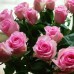 50pcs Purple Red Rose Seeds DIY Home Garden Dec